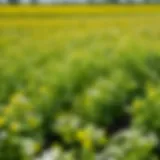 Field of white mustard growing as a cover crop
