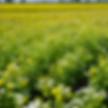 Field of white mustard growing as a cover crop