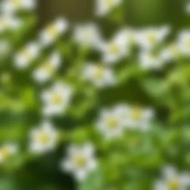 Close-up of white mustard flowers